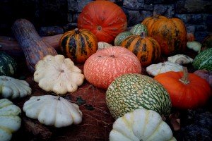 calabazas Alfonso Lacuesta